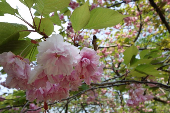 八重桜