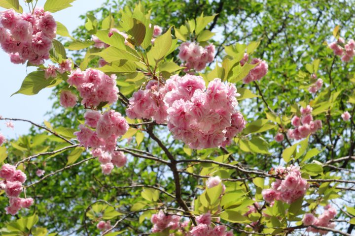 八重桜全体
